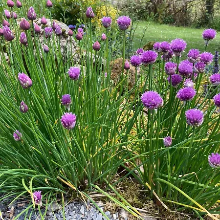 The Bakery Beauficel