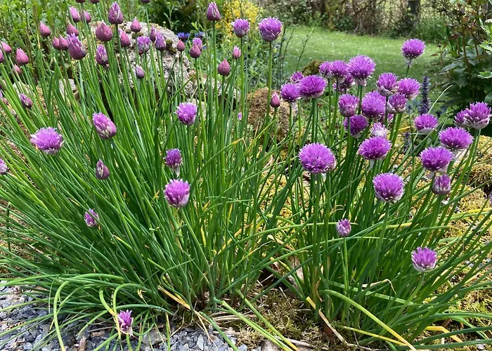 The Bakery Beauficel