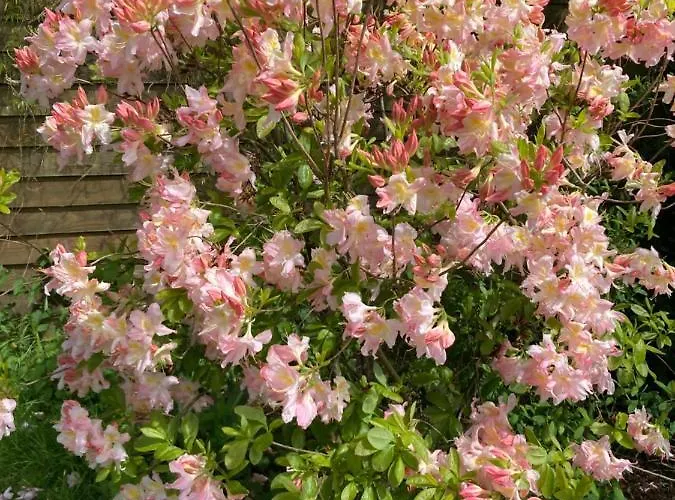 The Bakery Dom wakacyjny